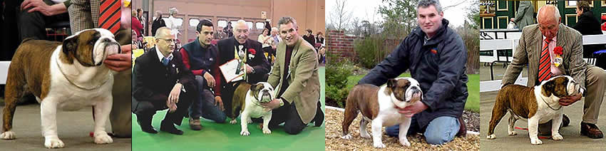 World Champion Bulldog Captain Hudson With Mystyle
